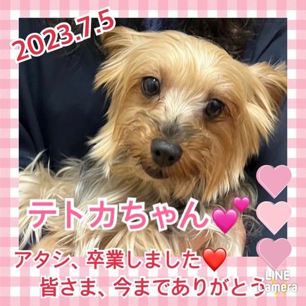 ★テトカ★2023,3,9ー2023,7,6【保護犬カフェ天神橋店】